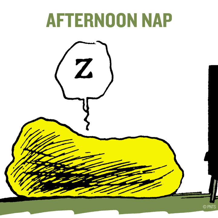 afternoonnap